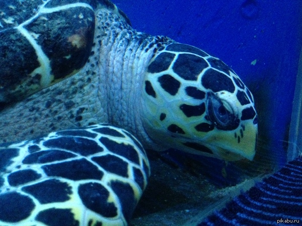 �������� ��������