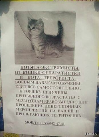 Объявление отдам кошку. Объявления про котят.