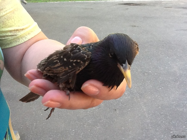 ���� �����������, �������� ����!