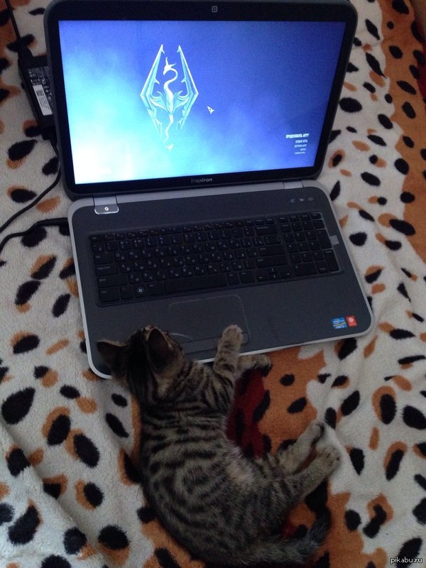 Котик и скайрим