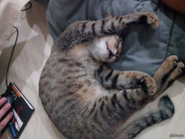 Доброе дело?