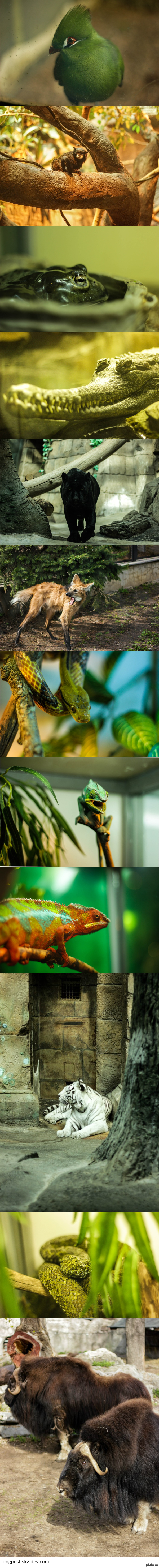 Мой первый длиннопост :) Друзья, иногда увлекаюсь фотографией, и вот сделал несколько снимков в Московском зоопарке в 2013 году. На Ваш суд)