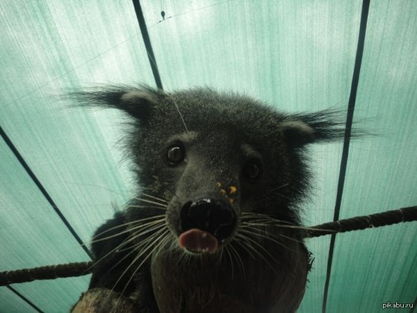 Бинтуронг понюхал мою камеру:)