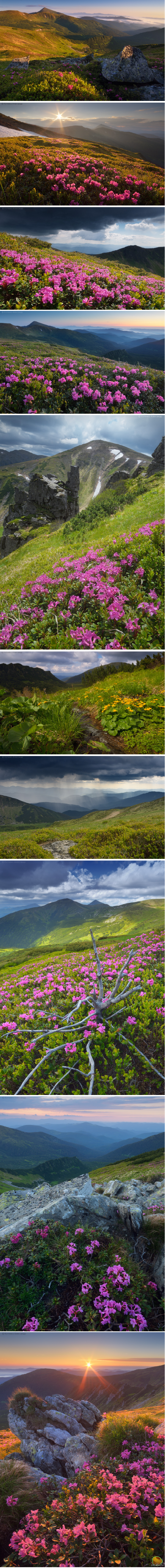 Carpathian rhododendron - Carpathians, Rhododendron, Longpost, beauty