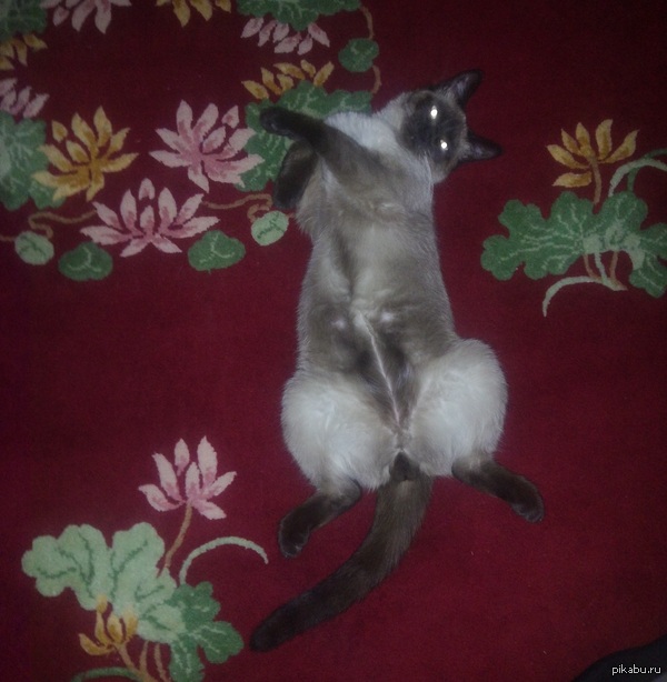 Мама принесла кота