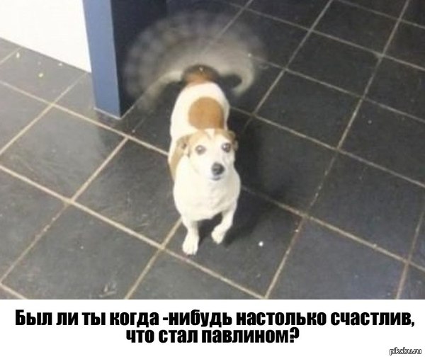 счастья пост