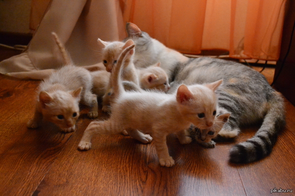 ������������� ����