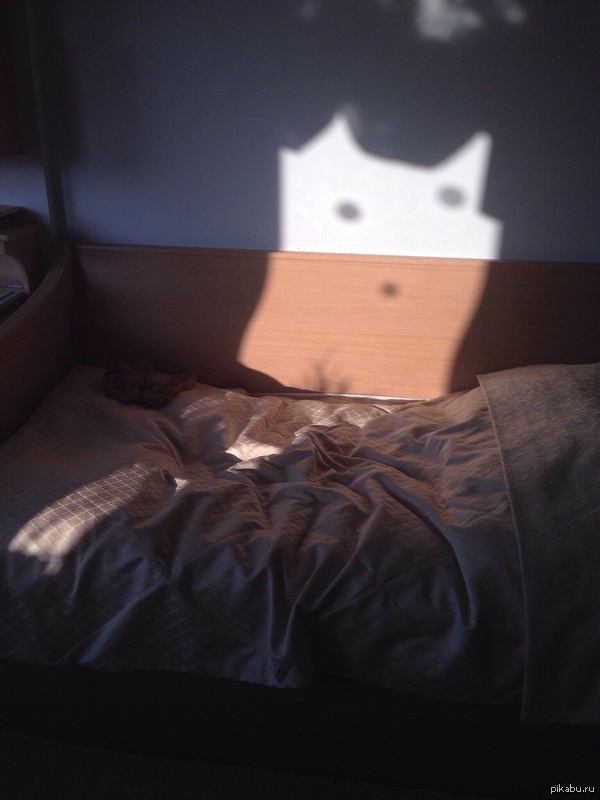 Сегодня увидела на своей кровати кота.) внезапно)