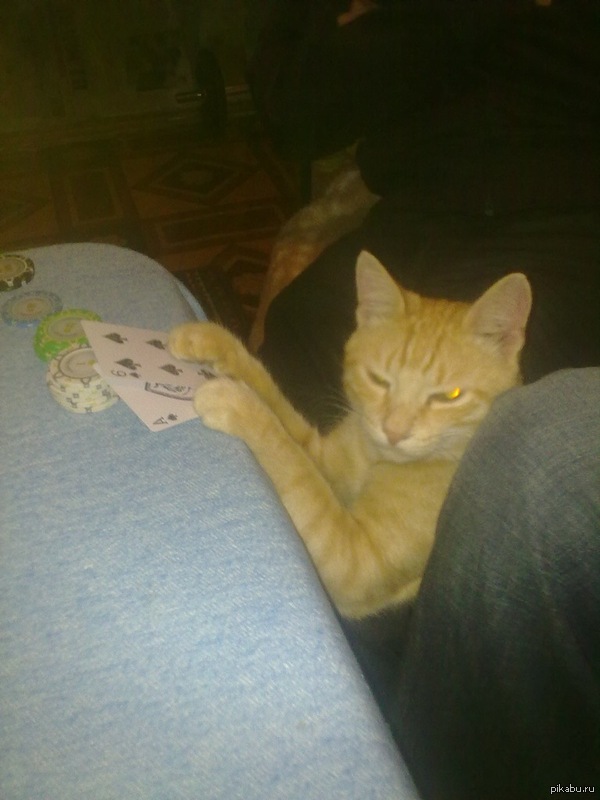 Кот, который читал игру.