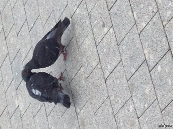 ���� ������ �������� :�