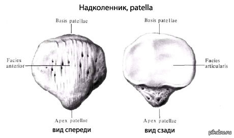 Латеральная фасетка