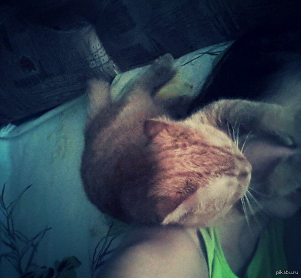 � ��� ������ ���� ���������� �