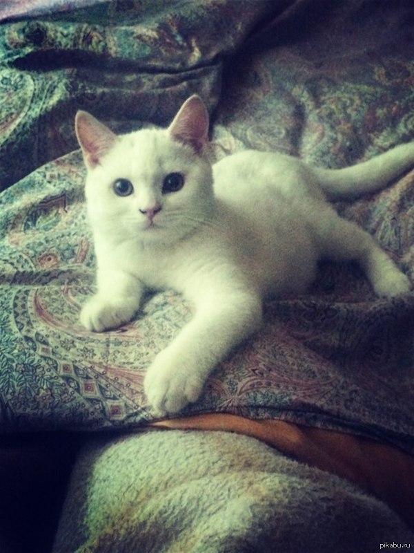 ��� �������_)