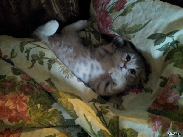 ������ ��� ���