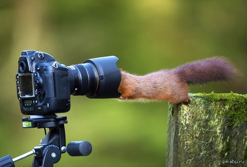 Фотографы дикой природы. Животные с фотоаппаратом. Фотограф и животные. Фотографирует животных. Зверек с фотоаппаратом.
