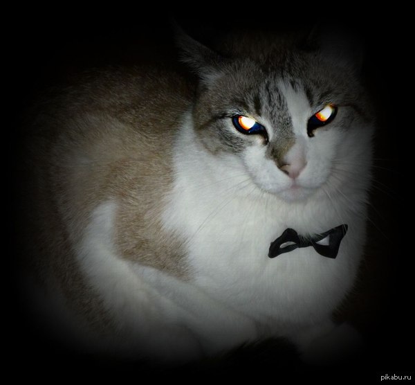 Всем добра и котиков!))