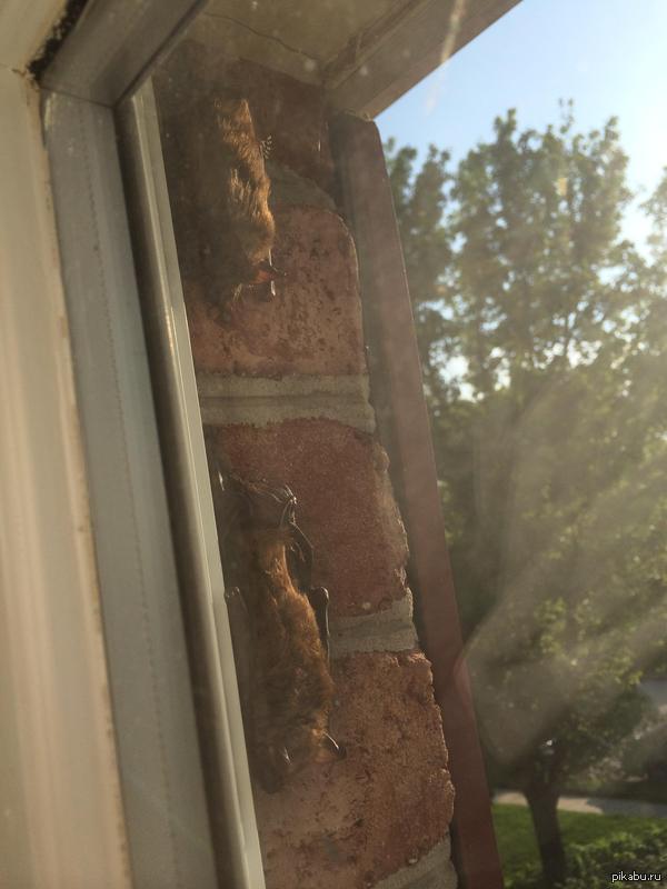 За окном... | Пикабу