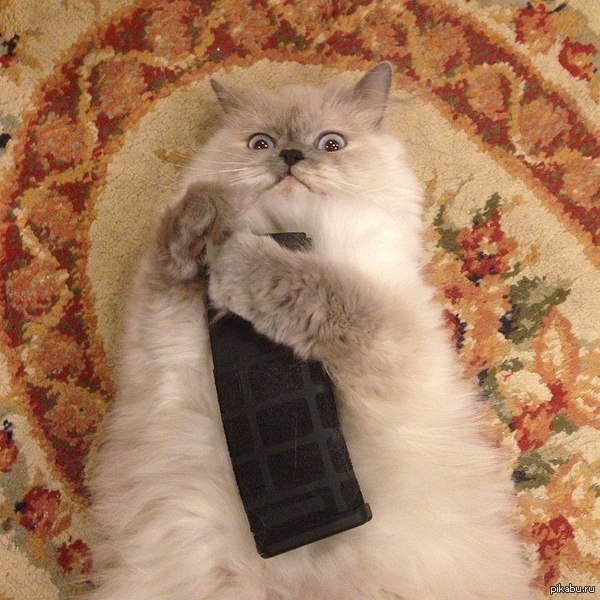 Просто кот который что-то задумал