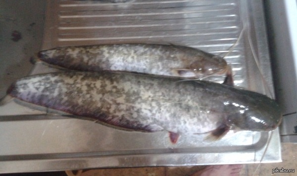 �������-��!))