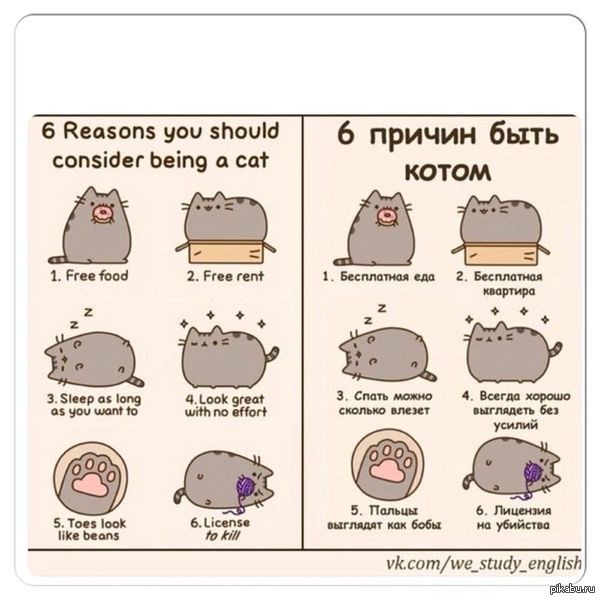 картинки 6 причин быть котом