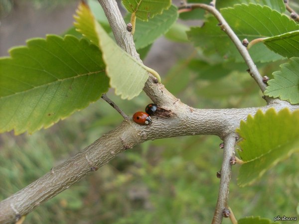 Инь-Янь в природе.