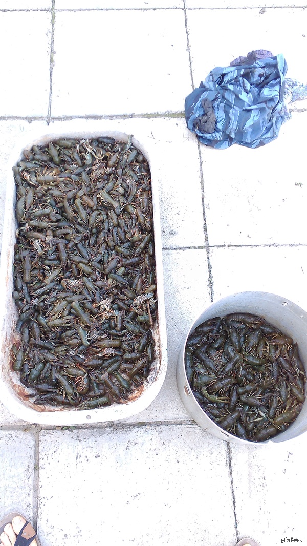 My uncle and father catch in 4 hours of walking on the reeds. - Crayfish, My, My, River