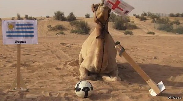 Верблюд Шахин опять нас порадовал