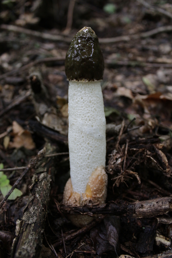   (Phallus impudicus)       .  19      .