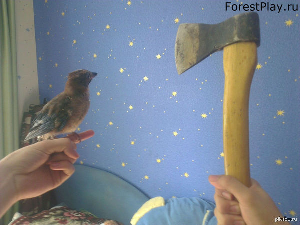    The Forest    