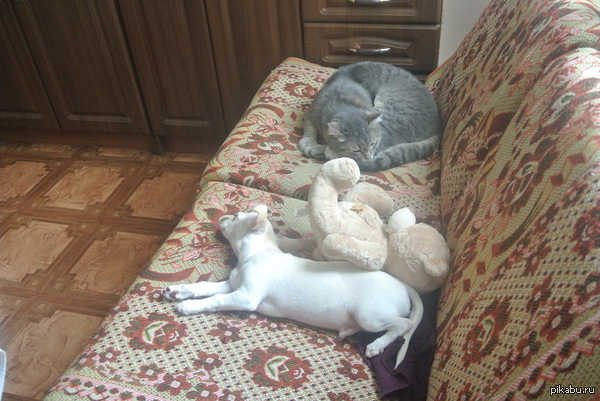 ������ ������