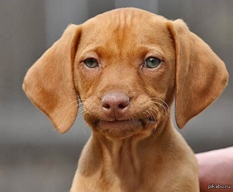 ������ ����.