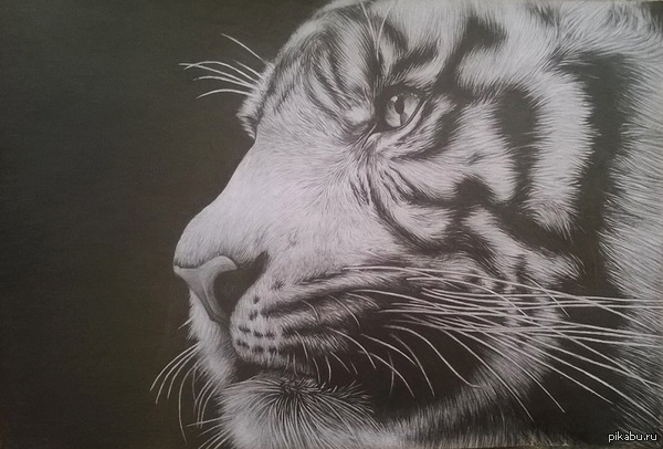 My painted tiger. - My, Drawing, My, cat, A big cat, Hyperrealism, Author's post