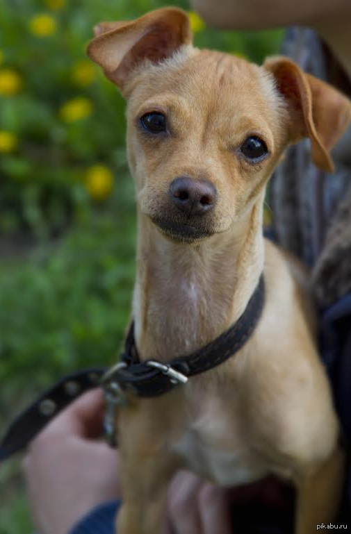 ��� ��������