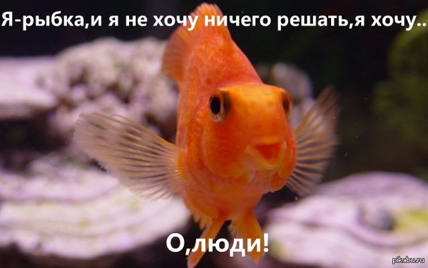 Oh people!...Oh people!! - My, My, A fish, Gold fish