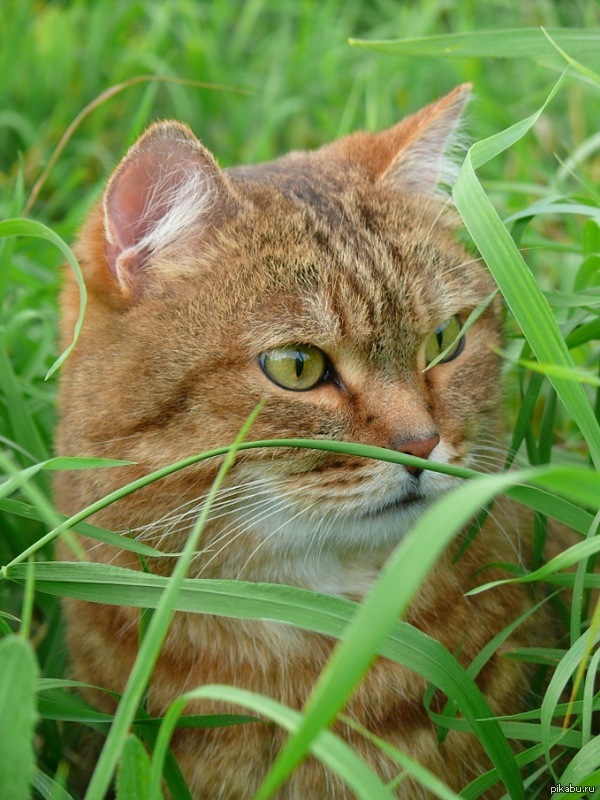 ����� ������� ���������� :3