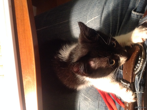 Маленькая барышня ищет хозяев! Дорогой пикабу,не минусуй,пожалуйста, и помоги! (подробности в комментариях)