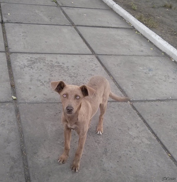 Пес по кличке "Сатана"