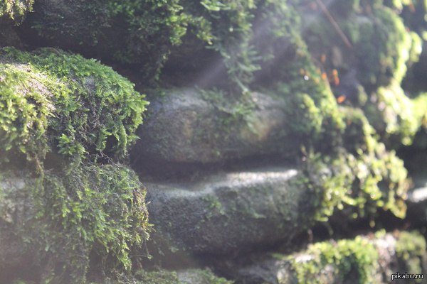 ��� ���� ������ ��������