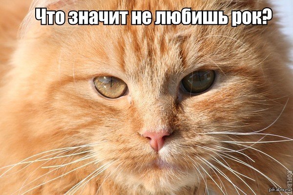 Не огорчайте котейку!