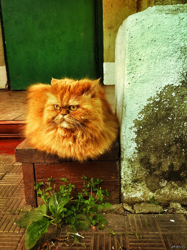 ��� ����� ��������:�