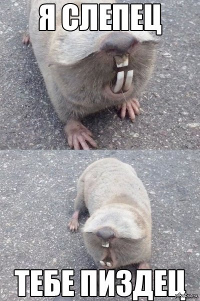 Слепец version 2.0