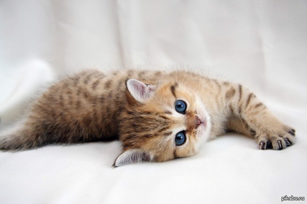 Единственный подписчик.