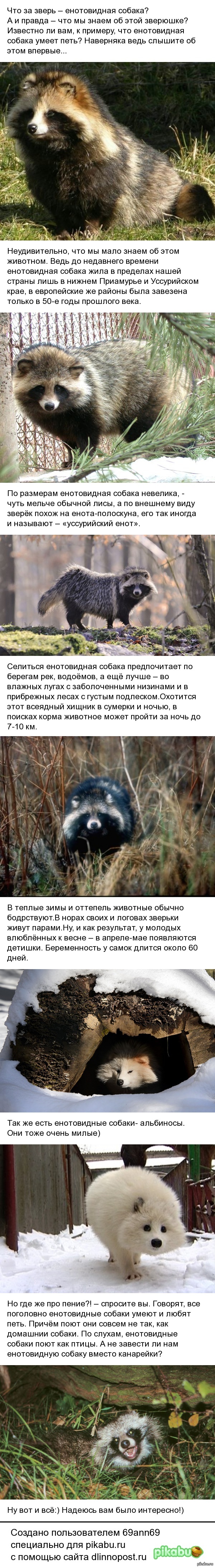 Енотовидная собака.