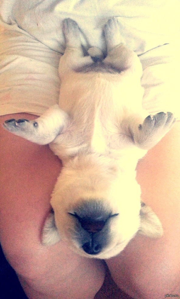 Моим лабрадошкам уже две недели