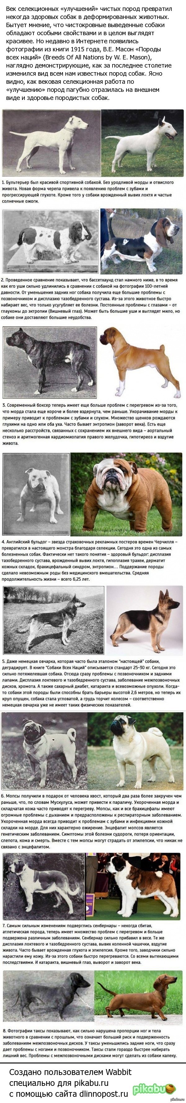 What did 100 years of “improvement” of purebred dogs lead to? - Dog, In contact with, Longpost, Selection