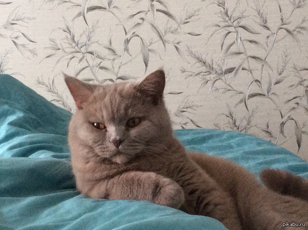 ��� ���. ����� ����