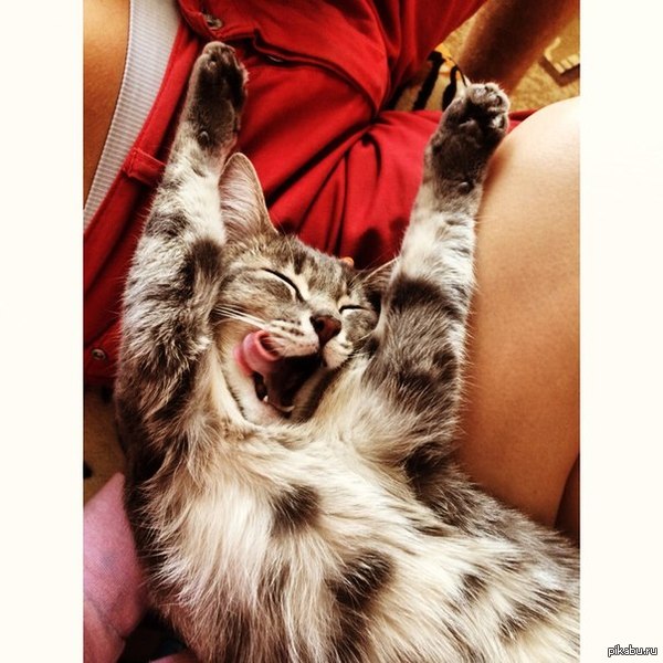 ���� ��� �������