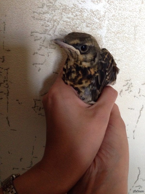 Привет, Пикабу. Подруга нашла птенца, выпавшего из гнезда.