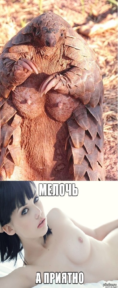 Armadillo with tits - NSFW, Boobs, Battleship, Trifle, Pleasant