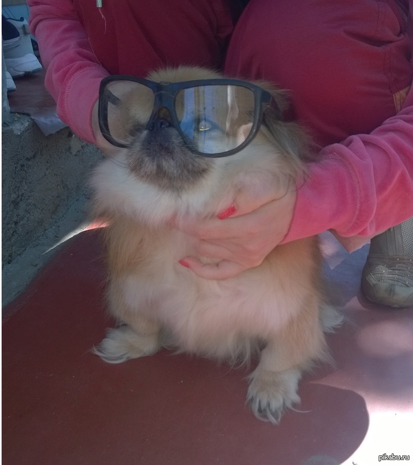 Просто оставлю тут стильную собаку.